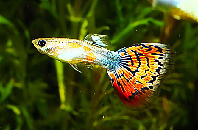 Gold Red Tail guppy
