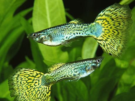 Green Cobra guppy
