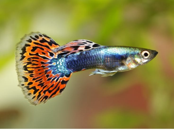 Mosaic guppy