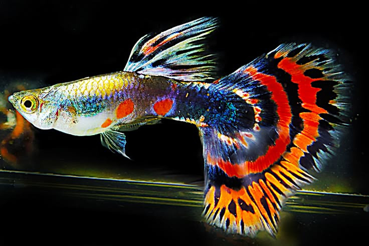 Multicolour Tail guppy