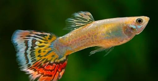 Pineapple Cobra guppy