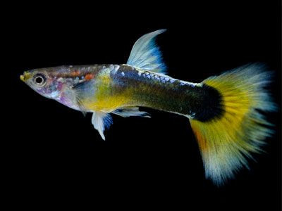 Yellow Tuxedo guppy